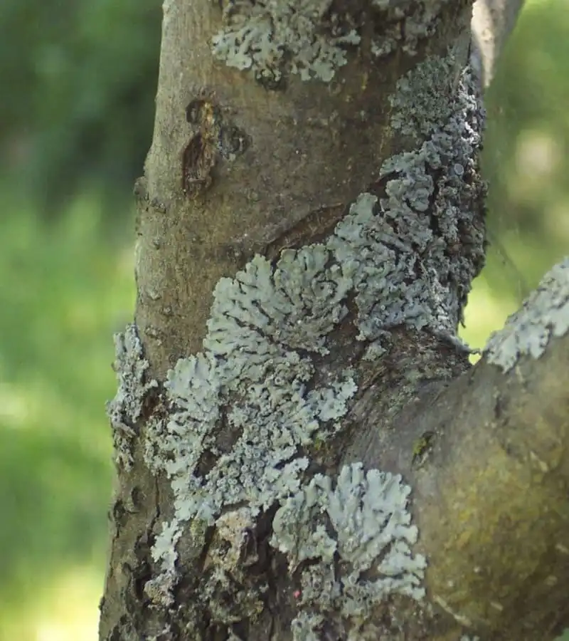 Обработка деревьев по адресу Борисово ул. Молодежная 2023г