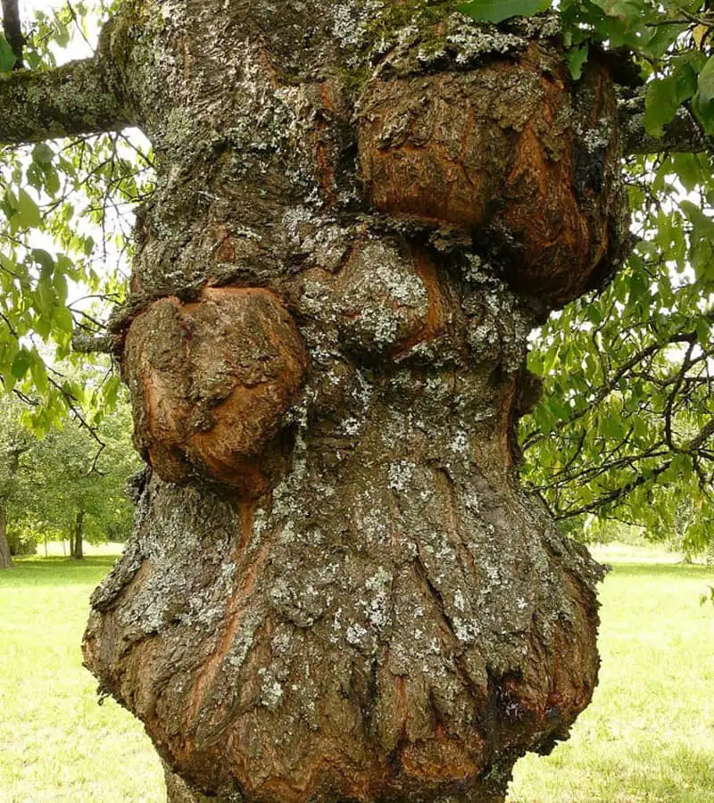 Дерево с сосудситым раком